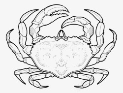 卡通海蟹手绘海蟹高清图片
