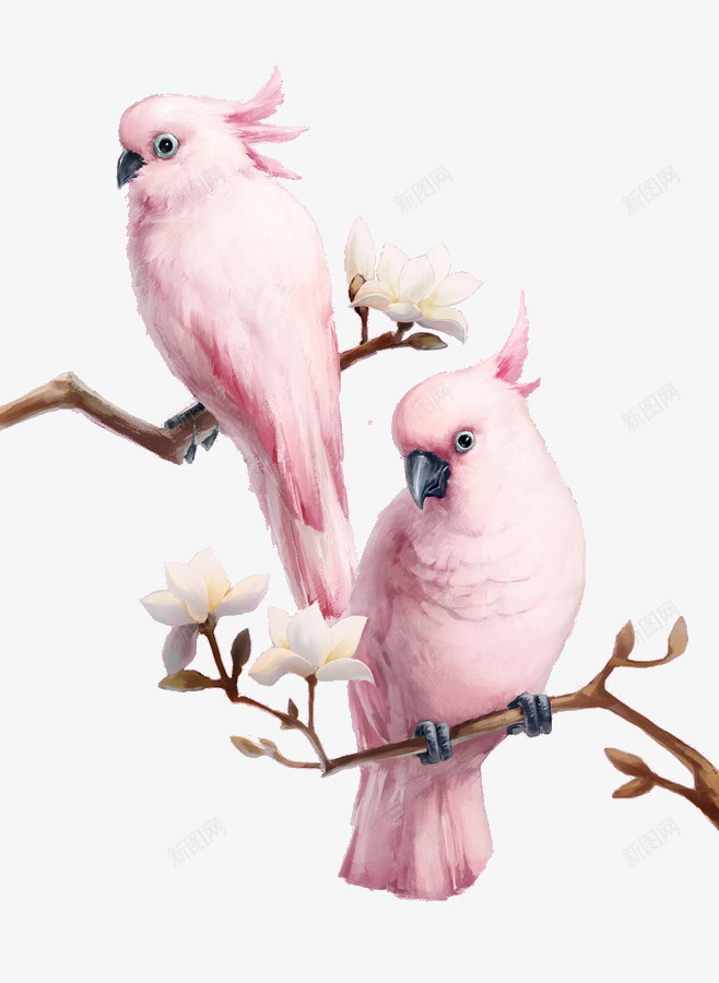 树枝上的粉色鹦鹉png免抠素材_新图网 https://ixintu.com 树枝 白色花朵 粉色 花朵 鸟类 鹦鹉
