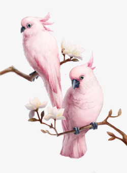 鹦鹉与花朵树枝上的粉色鹦鹉高清图片