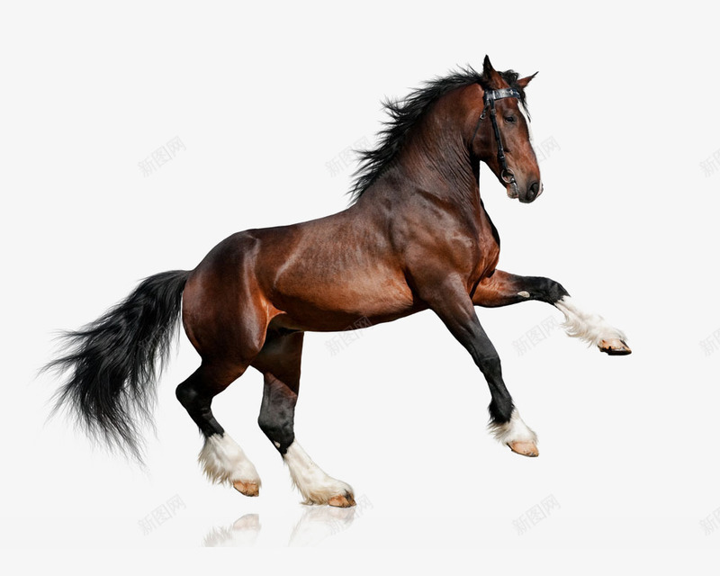 奔腾的骏马png免抠素材_新图网 https://ixintu.com 奔腾 实拍 飘逸 骏马