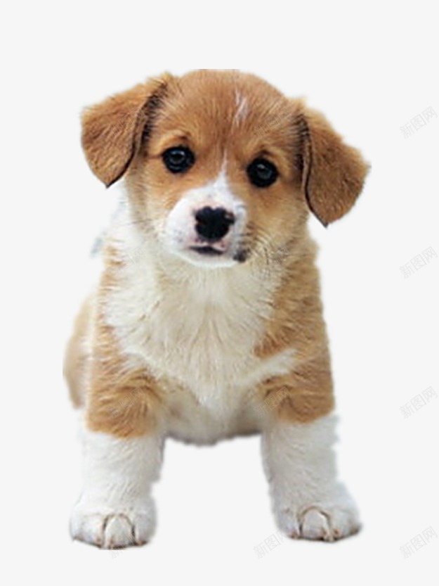 漂亮的呆萌小狗png免抠素材_新图网 https://ixintu.com 产品实物 可爱的狗 好看的狗 漂亮的狗