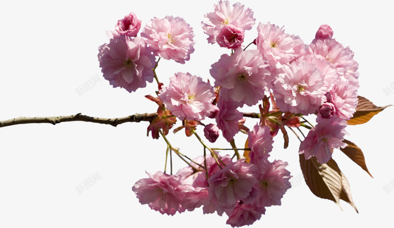 盛开的小槐花png免抠素材_新图网 https://ixintu.com 好看 槐花 简单 粉色