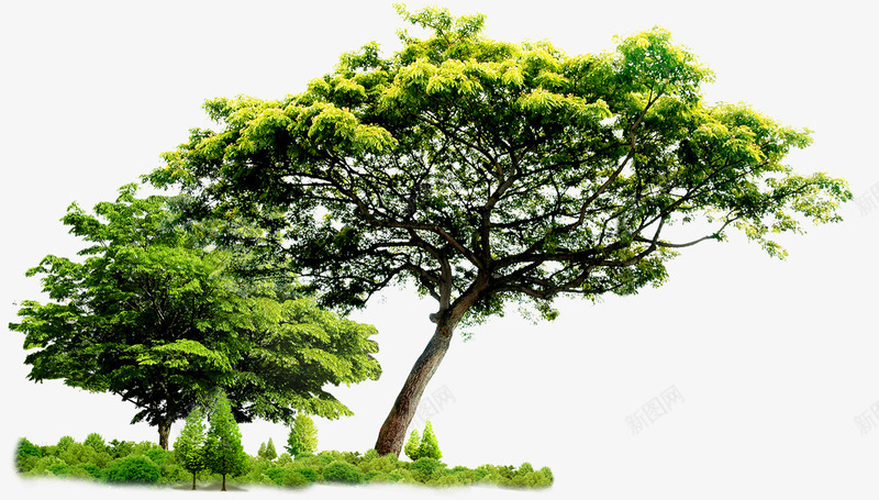 热带绿树元素png免抠素材_新图网 https://ixintu.com 三亚风景 树 热带 绿色 阔叶树