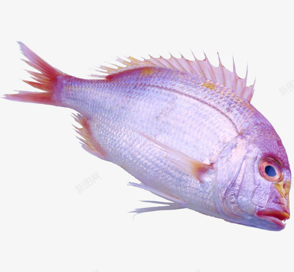 鳊鱼png免抠素材_新图网 https://ixintu.com 产品实物 海鲜 美味 食材 鱼类 鳊鱼