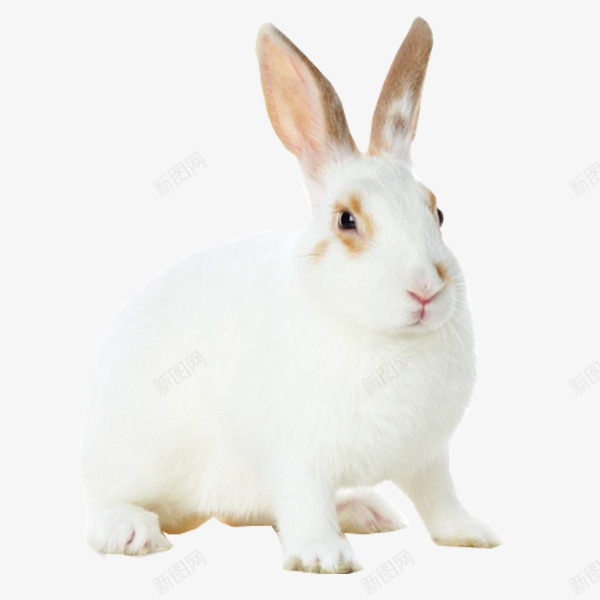 呆萌兔图形png免抠素材_新图网 https://ixintu.com 兔子 动物 可爱 小兔子 白色 素材免抠 胡萝卜 装饰 野生动物