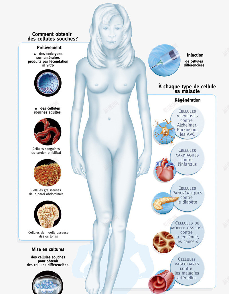 生物医疗插图png免抠素材_新图网 https://ixintu.com 人体 单核细胞 干细胞 生命奥秘