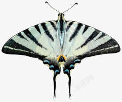 昆虫标本黑白蝴蝶标本高清图片