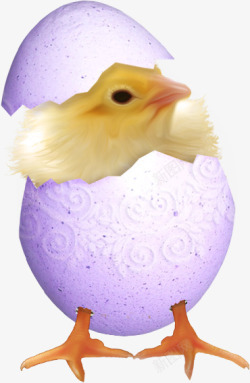 紫色蛋壳小鸡素材