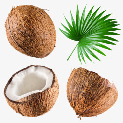 精美椰子素材水果椰子高清图片