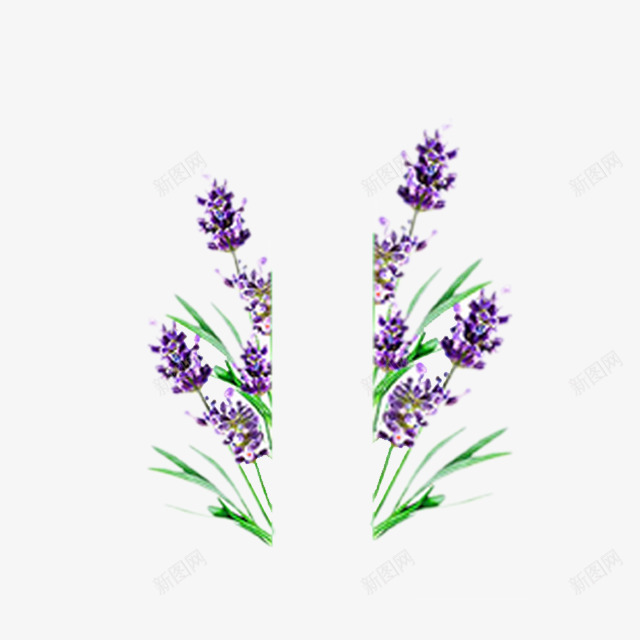 紫色小花草png免抠素材_新图网 https://ixintu.com 紫色花 花草 薰衣草
