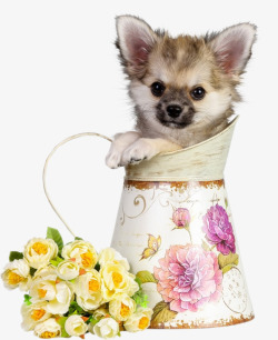 玫瑰花和茶杯狗素材