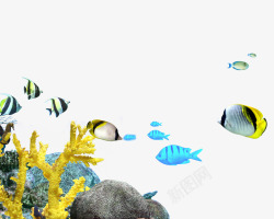 海底小鱼深海的水草片高清图片