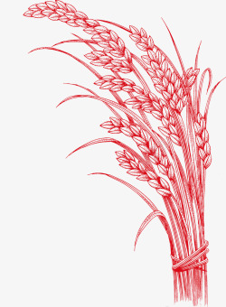 五谷杂粮粮食小麦高清图片