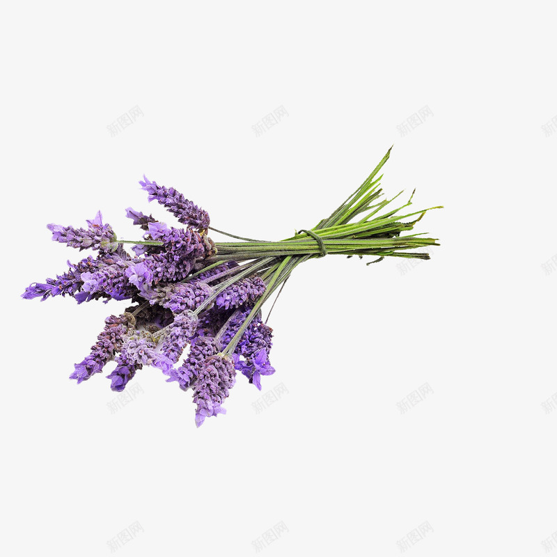 薰衣草png免抠素材_新图网 https://ixintu.com 植物 紫色花 花卉 薰衣草
