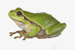 体外绿色青蛙侧面特写高清图片