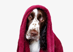 保暖物品披着红色吸水毛巾的宠物小狗高清图片