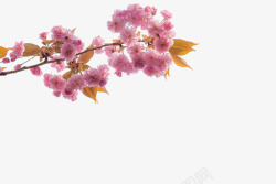 粉色樱花树枝素材