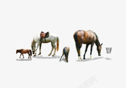 低头马吃草的马群高清图片