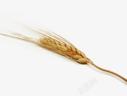 成熟小麦秋季谷粒饱满的金黄色小麦秸秆高清图片
