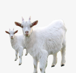 两只羊白色的山羊绵羊高清图片