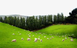 小羊吃草广袤大草原上的羊群高清图片