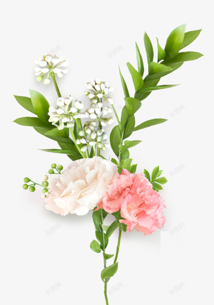 彩色花朵装饰效果png免抠素材_新图网 https://ixintu.com 康乃馨 植物 白色花朵 粉色花朵 绿叶 花卉 花朵装饰