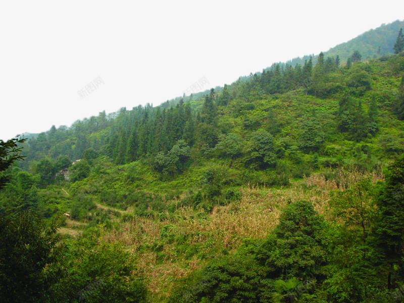 绿色针叶林png免抠素材_新图网 https://ixintu.com 山峰 摄影 林业 林地 树木 树林 森林 植物 绿色 绿色针叶林 自然 针叶林