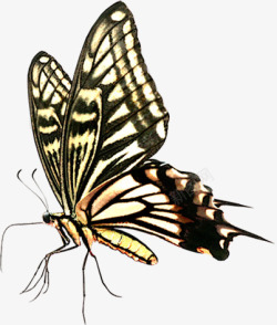 春季手绘黄色斑点蝴蝶装饰素材