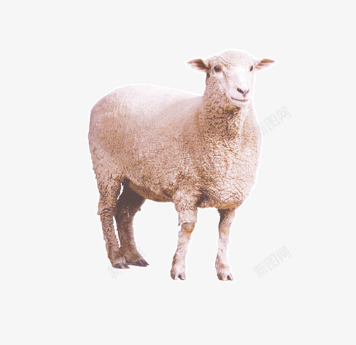 山羊png免抠素材_新图网 https://ixintu.com 动物 宠物 家畜 小羊 生物 绵羊