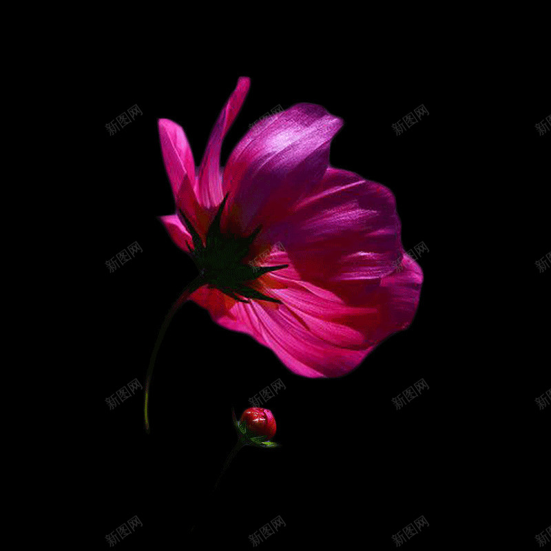 黑夜里的一束花png免抠素材_新图网 https://ixintu.com 壁纸 好看 植物 背景元素 花 花朵
