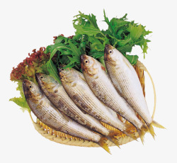 美味鱼食材素材
