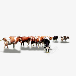 动物肉牛群高清图片