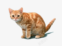 盯可爱的橘猫装饰高清图片