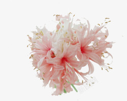 粉色文艺春季花朵素材