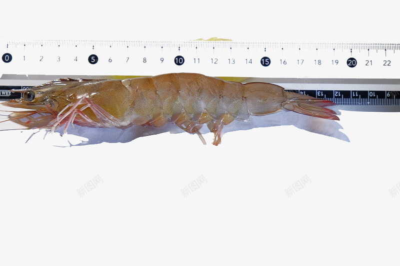一条大虾和一根皮尺png免抠素材_新图网 https://ixintu.com 大虾 海产品 海鲜类 皮尺