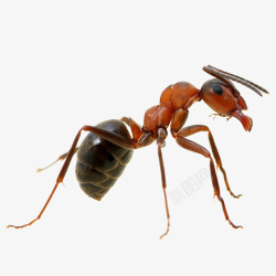 一只蚂蚁素材