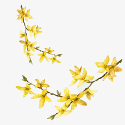 你好三月黄色迎春花水彩高清图片