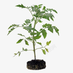 植物的叶番茄小树高清图片