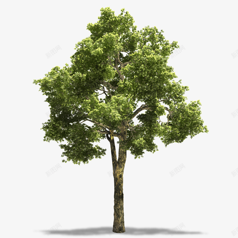 卡通手绘绿色大树png免抠素材_新图网 https://ixintu.com 卡通植物 树叶 树枝 植物插图 绿色 茂盛的树