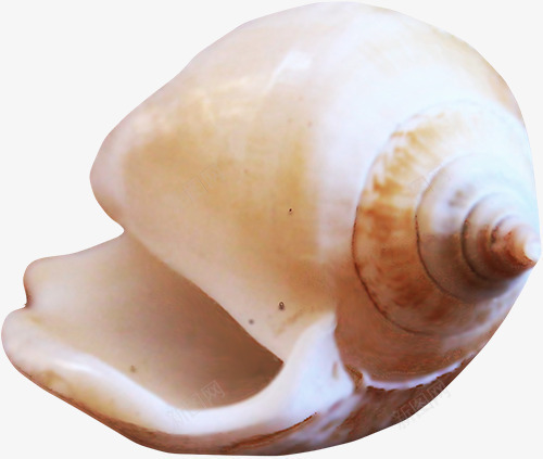 shellpng免抠素材_新图网 https://ixintu.com 产品实物 海贝 海鲜 贝壳 软体动物