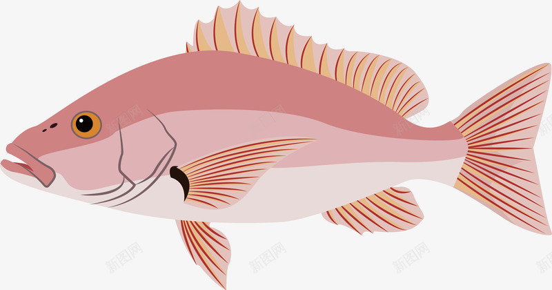 可食用木棉鱼png免抠素材_新图网 https://ixintu.com 海鲜 淡水鱼 矢量源文件素材 食物 鱼类