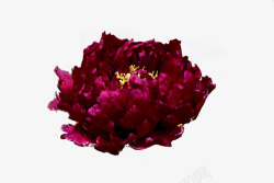 深紫色国花牡丹素材