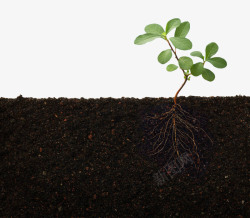 根茎植物绿色植物土壤高清图片