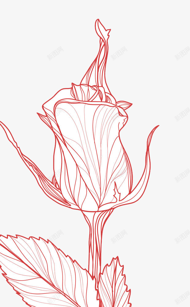 手绘玫瑰花png免抠素材_新图网 https://ixintu.com 手绘 玫瑰 玫瑰花 简单 线条 花卉 花朵