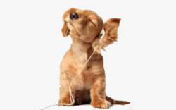小狗戴耳机听歌素材