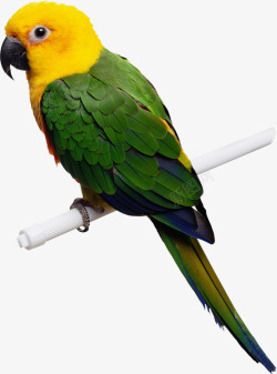 绿黄鹦鹉动物高清图片