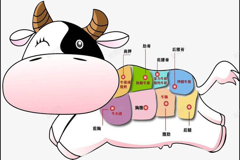 卡通牛肉各个部位png免抠素材_新图网 https://ixintu.com 卡通屠宰牛 屠宰 牛肉 牛肉分布图