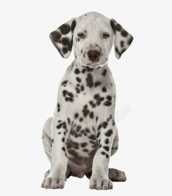 可爱小花豹动物卡通手绘可爱的小花狗高清图片