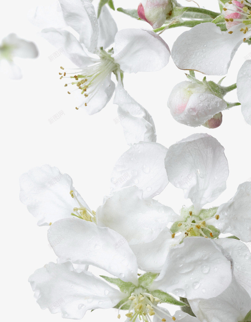 白色海棠花png免抠素材_新图网 https://ixintu.com 春天 果树 樱花 海棠 白 白色 花卉 鲜花