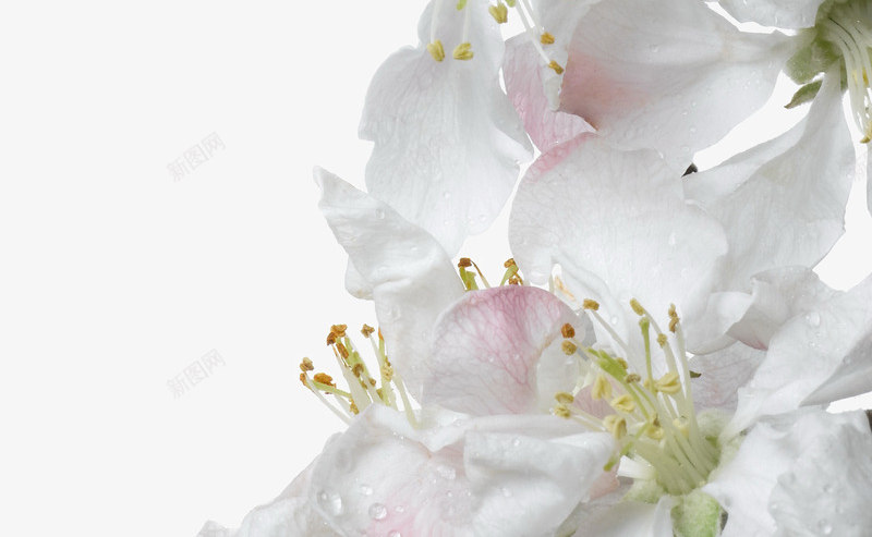 白色海棠花png免抠素材_新图网 https://ixintu.com 春天 果树 樱花 海棠 白 白色 花卉 鲜花